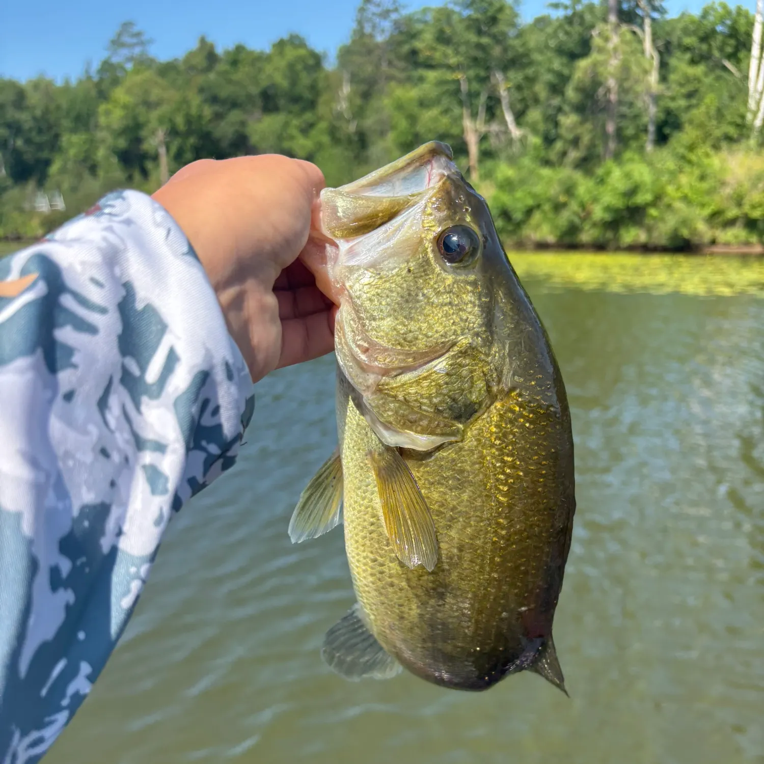 Largemouth bass caught on Fishbrain