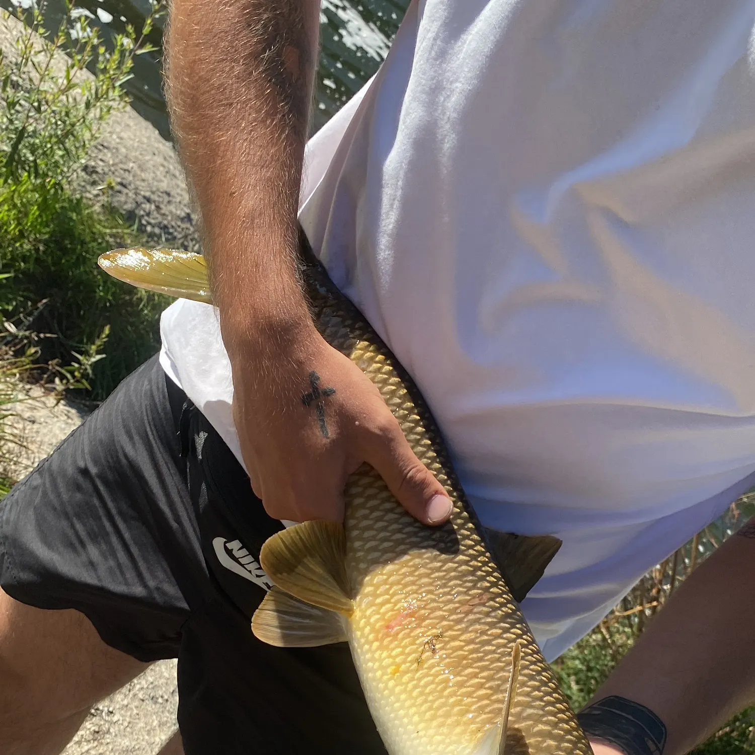 Common barbel caught on Fishbrain