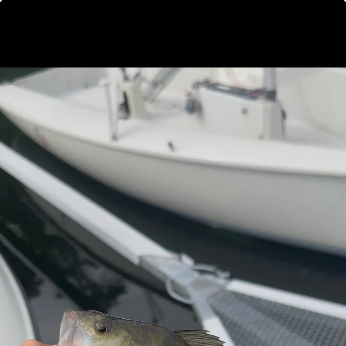 European perch caught on Fishbrain