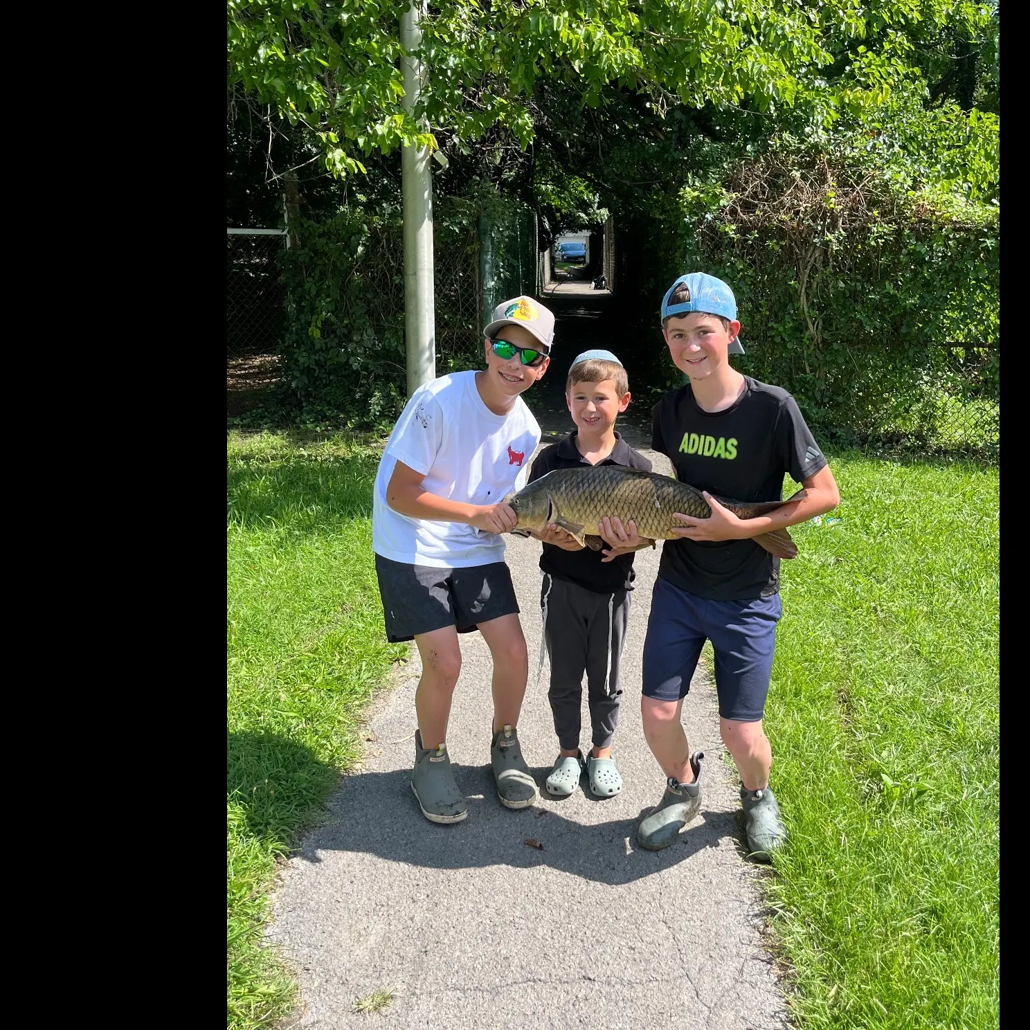 Common carp caught on Fishbrain