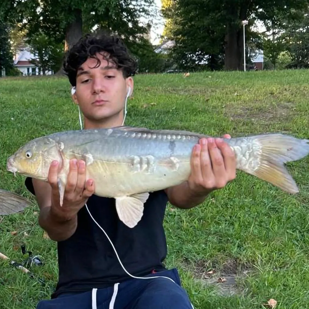 Koi carp caught on Fishbrain