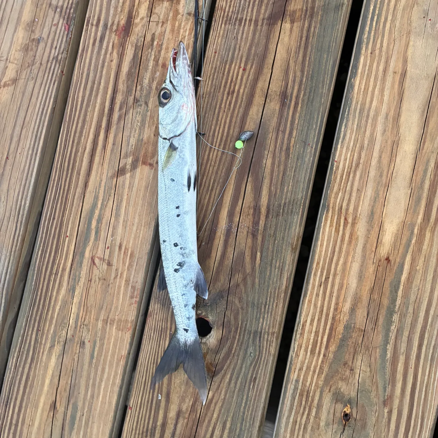 recently logged catches