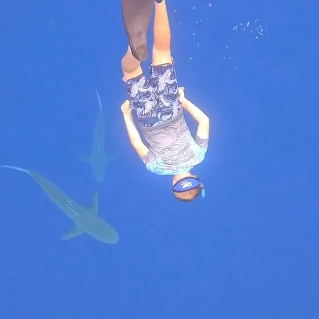 The most recent Galapagos shark catches on Fishbrain