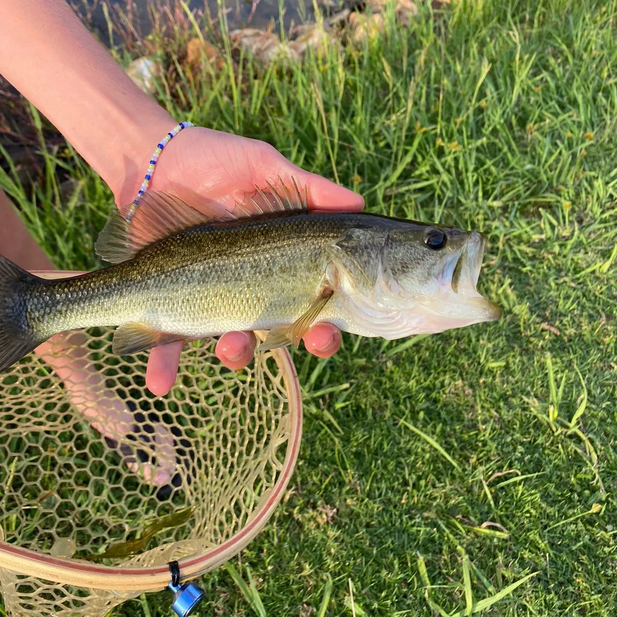 angler catch