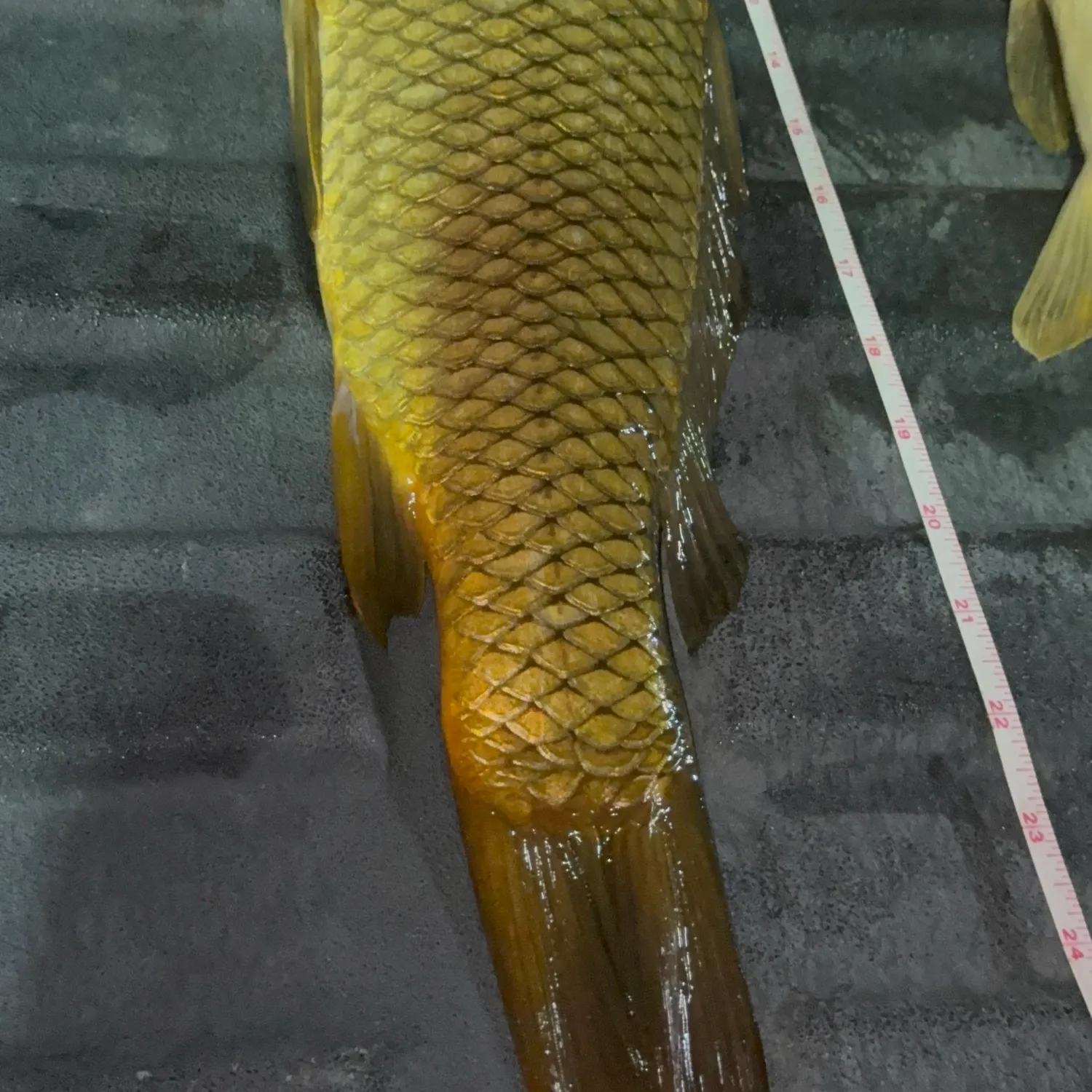 Common carp caught on Fishbrain