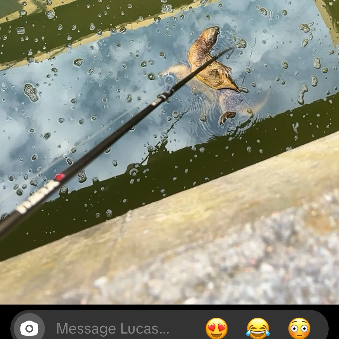 The most recent Alligator snapping turtle catches on Fishbrain