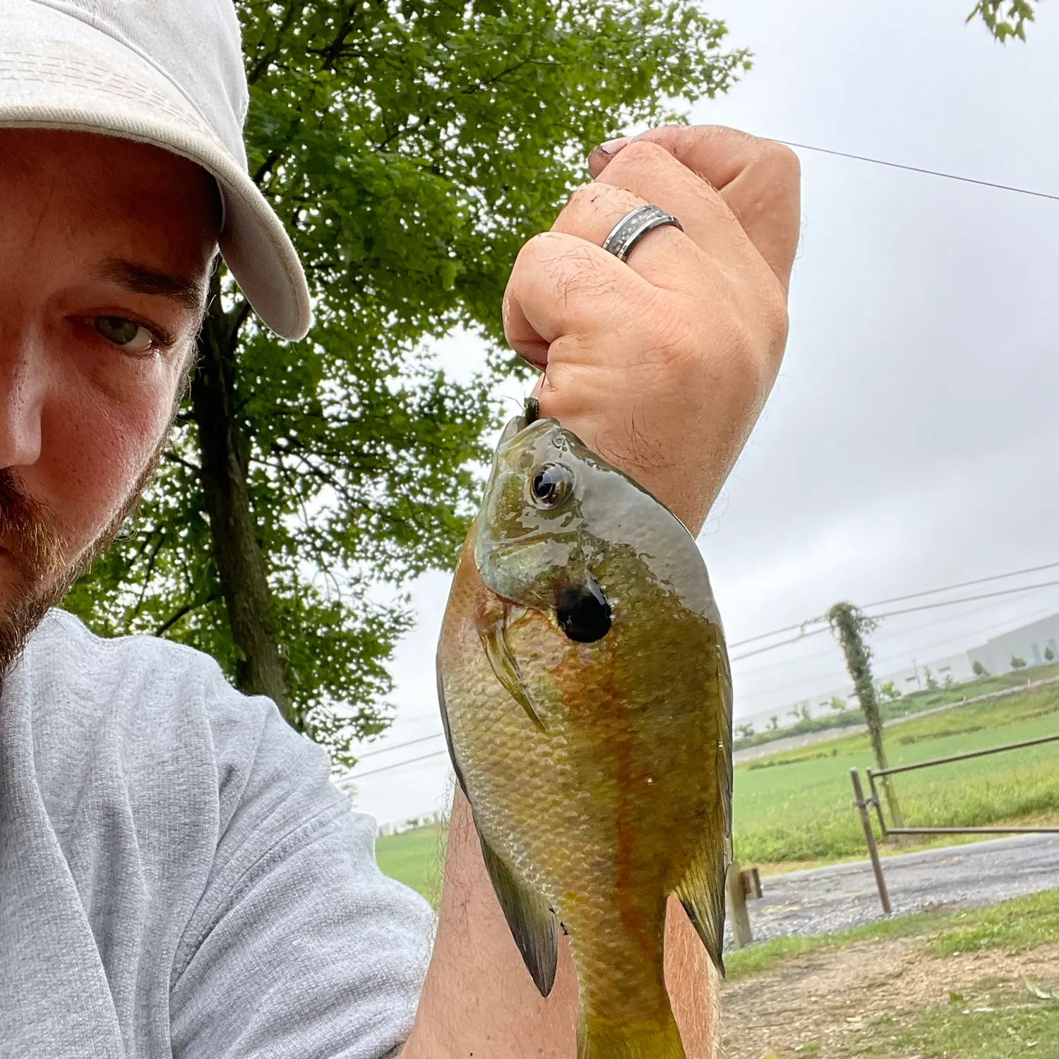 Bluegill caught on Fishbrain