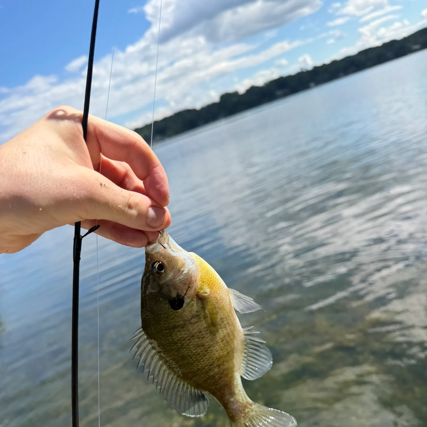 Bluegill caught on Fishbrain