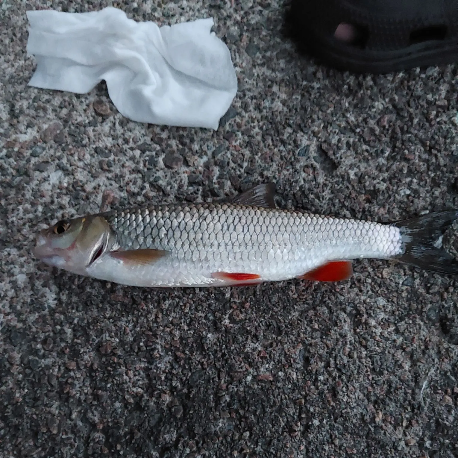 European chub caught on Fishbrain