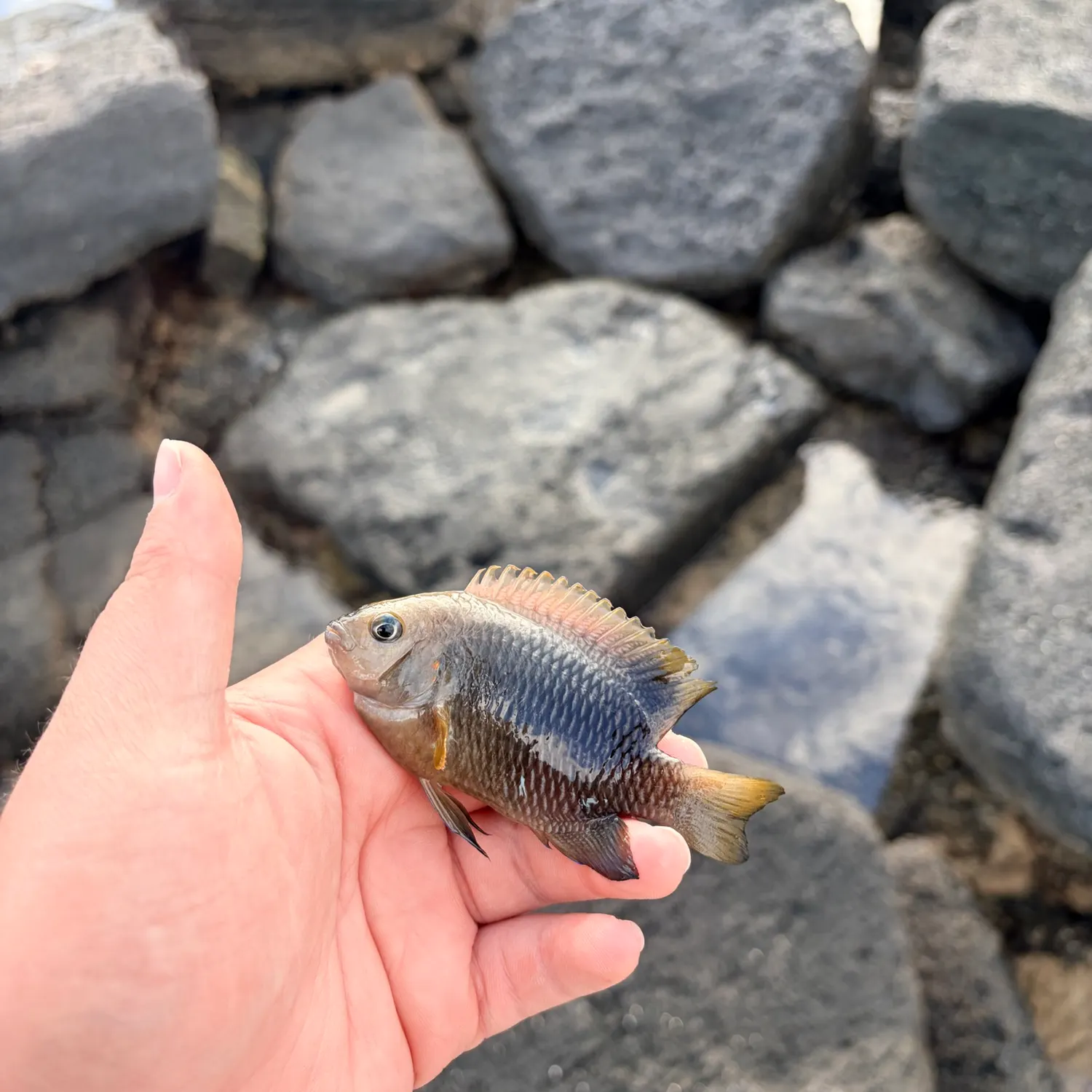 The most recent Dusky damselfish catches on Fishbrain