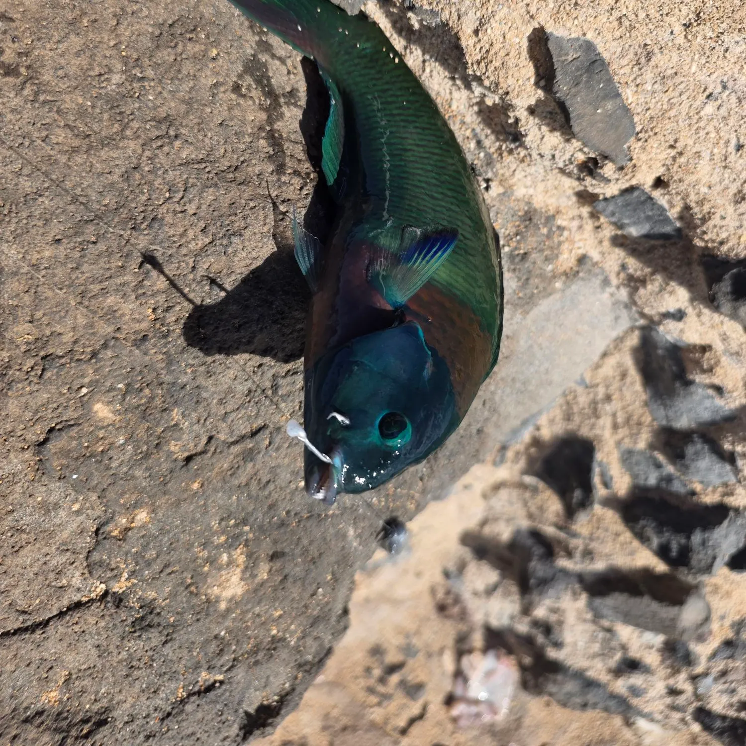 The most recent Saddle wrasse catches on Fishbrain