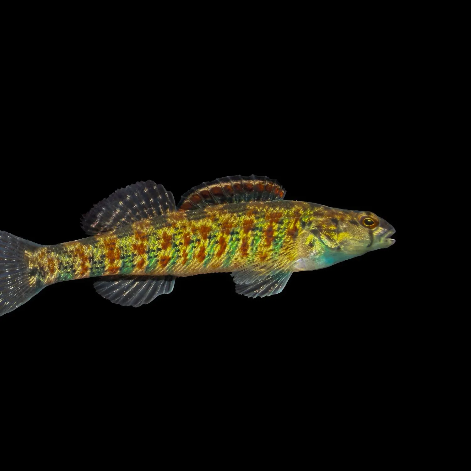 The most recent Christmas wrasse catches on Fishbrain