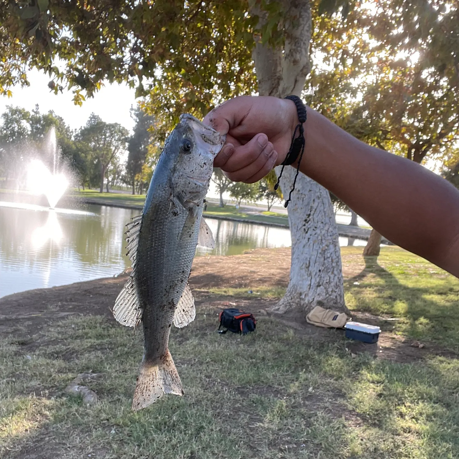 Smallmouth bass caught on Fishbrain