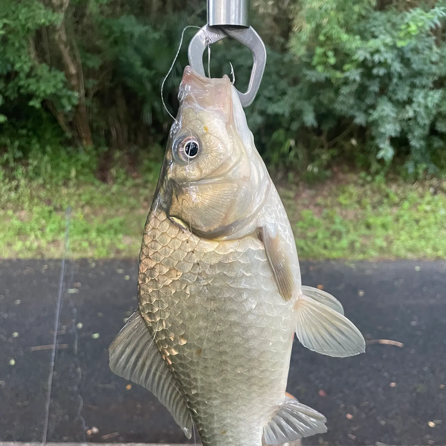 The most recent Japanese white crucian carp catches on Fishbrain