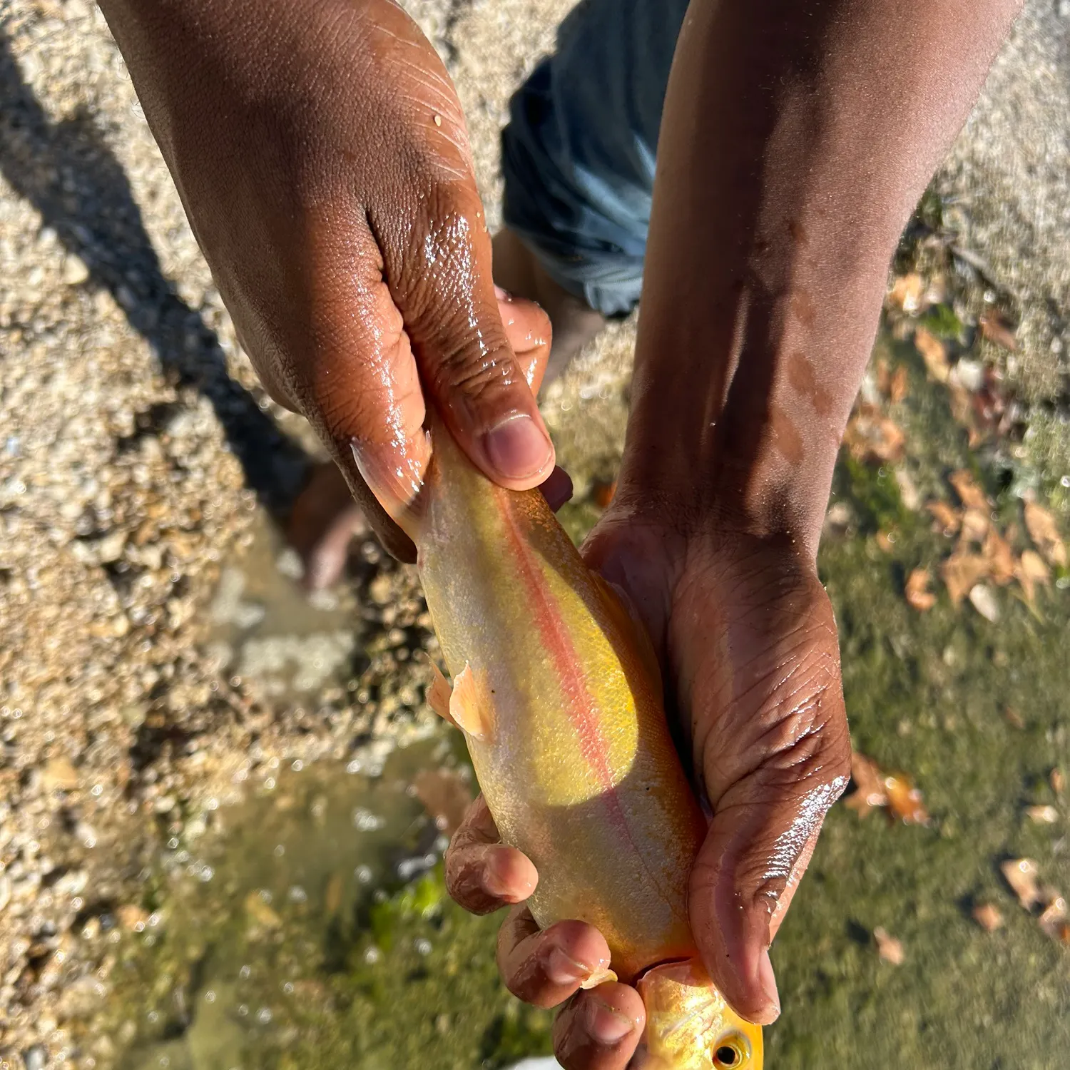 The most recent Golden rainbow trout catches on Fishbrain