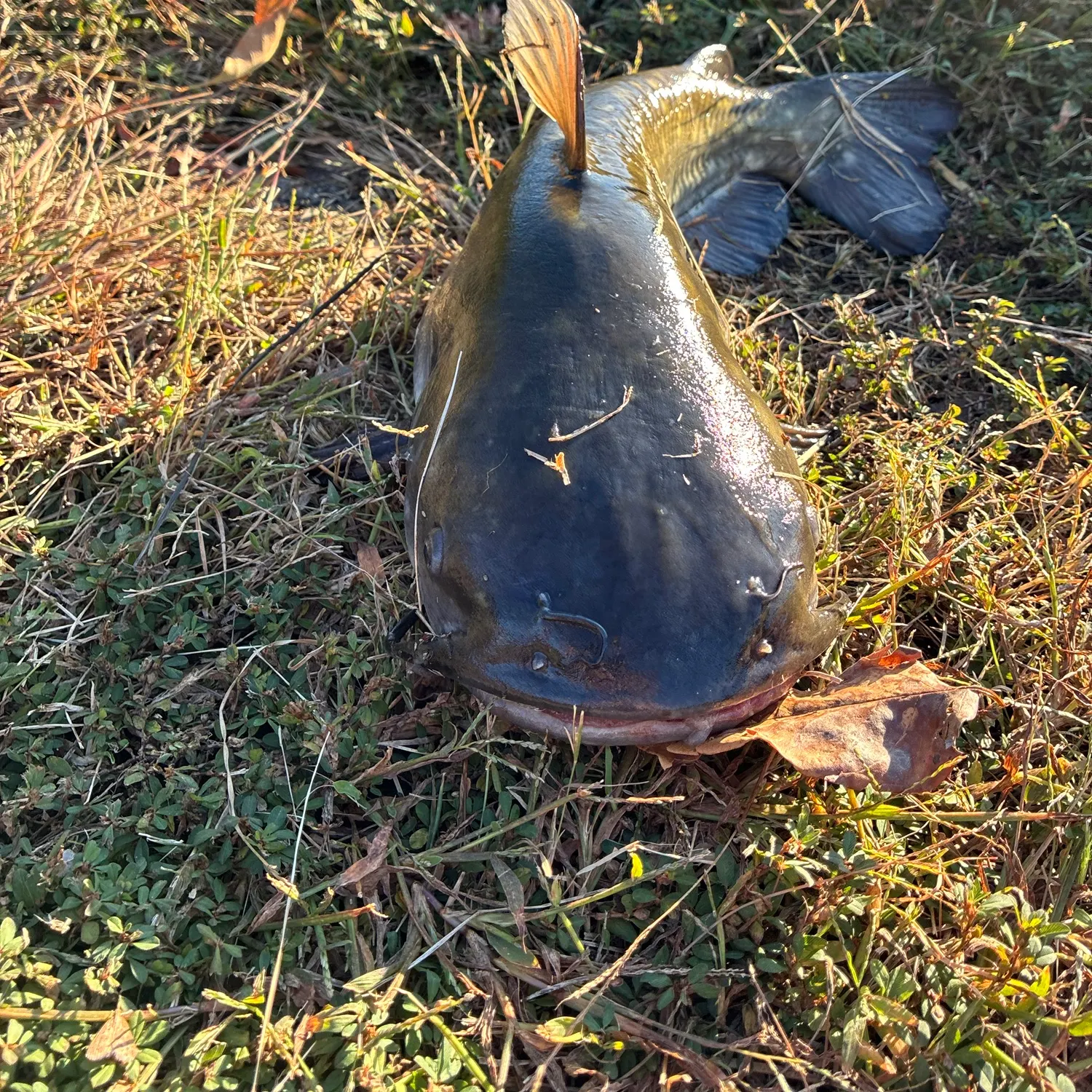 Brown bullhead caught on Fishbrain