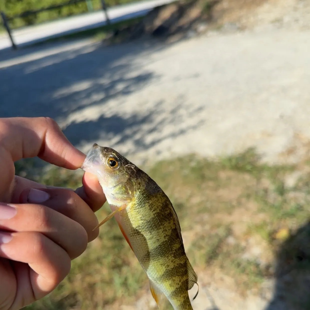 Yellow perch caught on Fishbrain