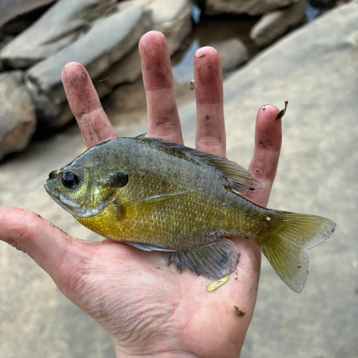 Bluegill caught on Fishbrain