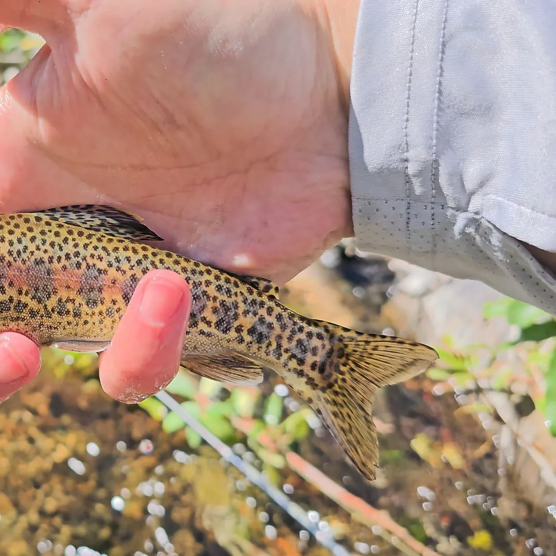 The most recent Columbia river redband trout catches on Fishbrain