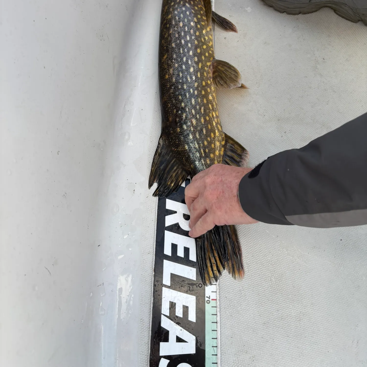 Northern pike caught on Fishbrain