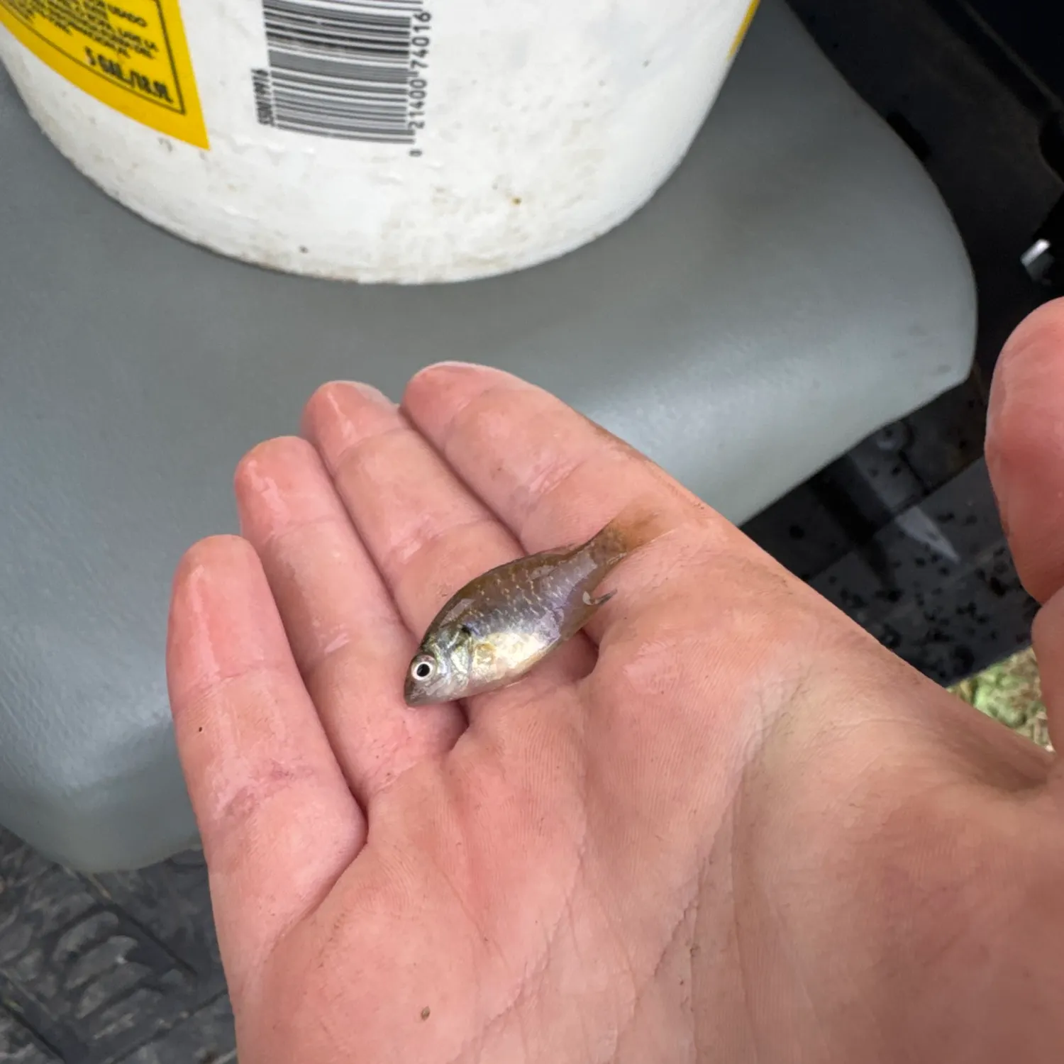 Bluegill caught on Fishbrain
