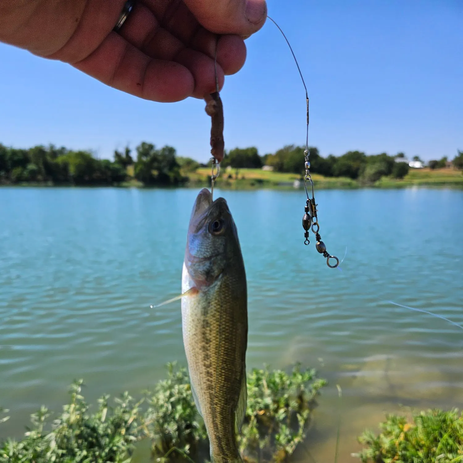 Spotted bass caught on Fishbrain