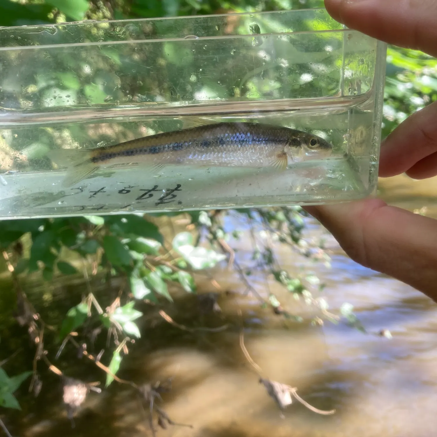 The most recent Streamline chub catches on Fishbrain