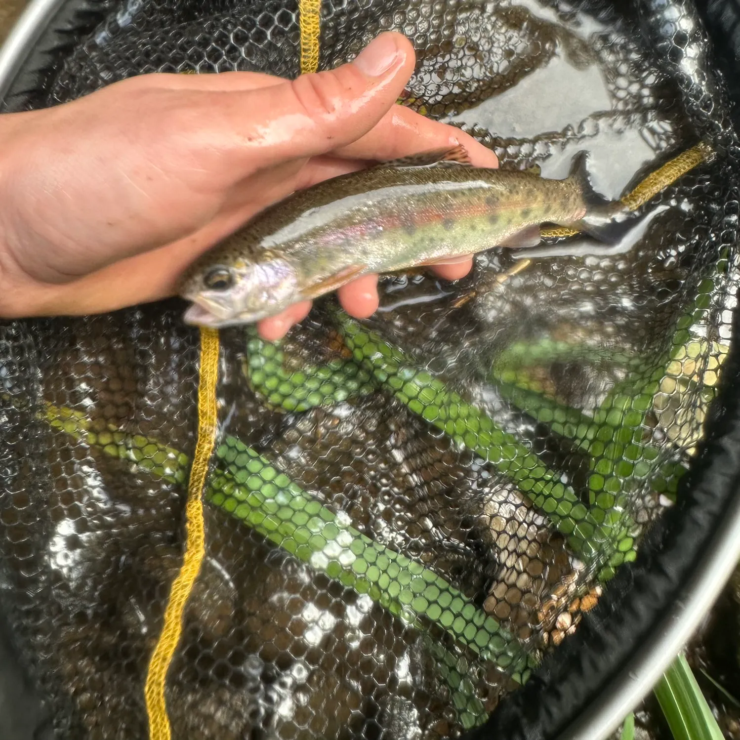 Rainbow trout caught on Fishbrain