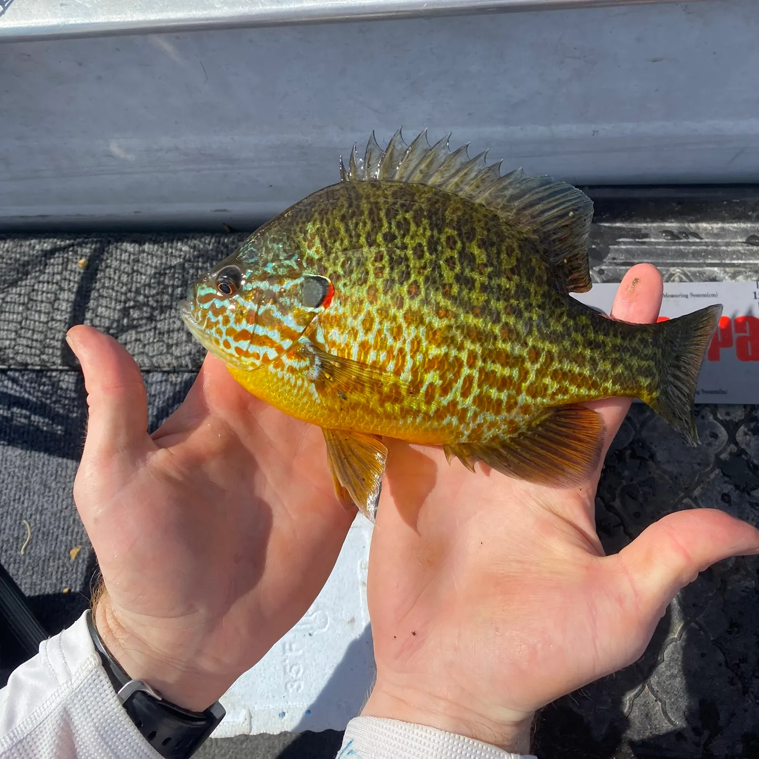 Pumpkingill hybrid caught on Fishbrain