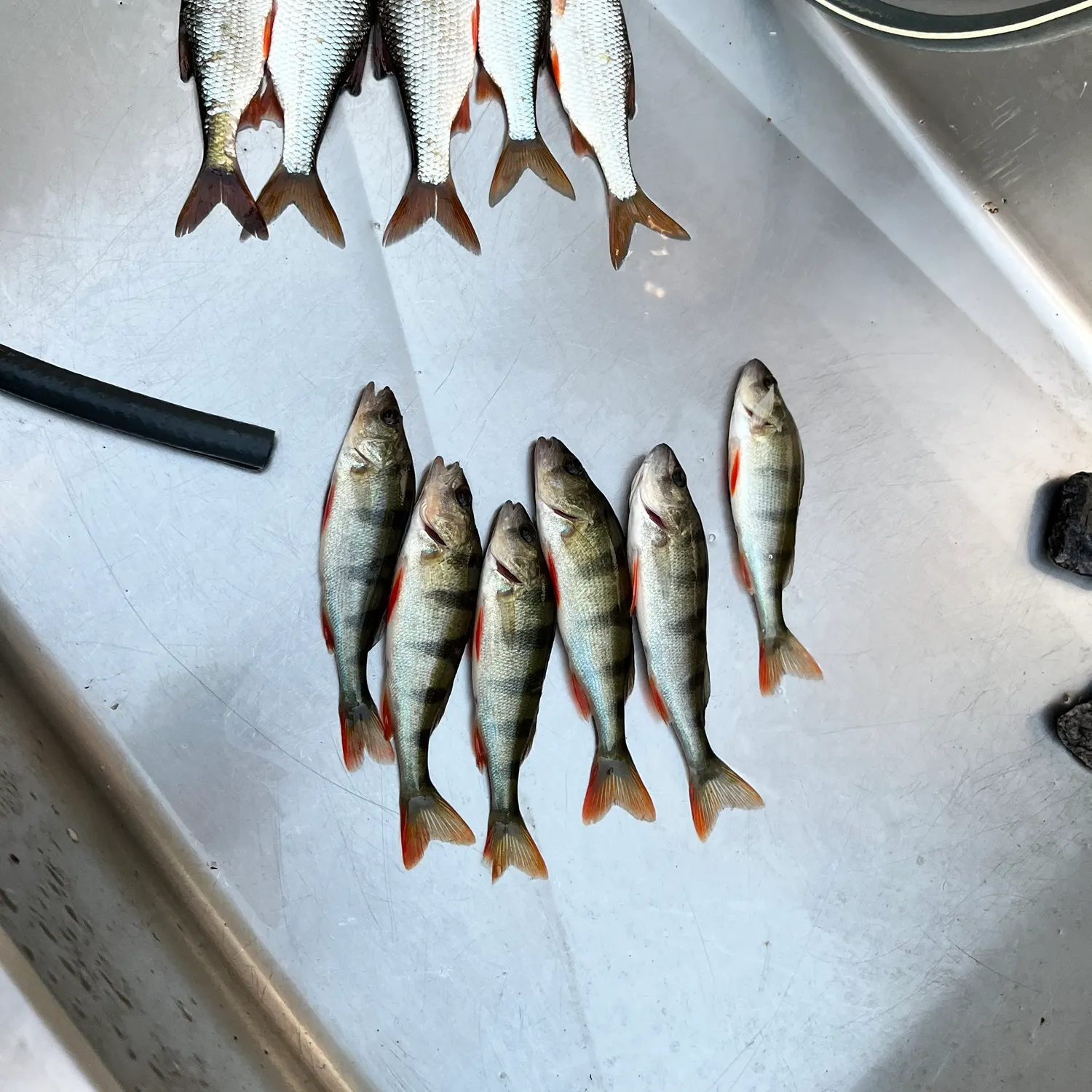 Fish caught on Fishbrain