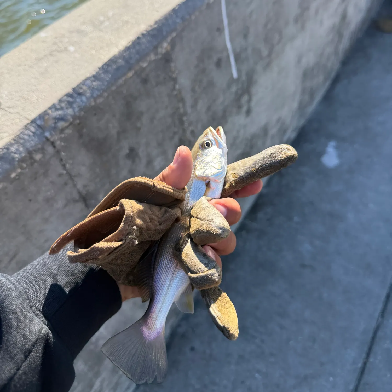 Sand seatrout caught on Fishbrain