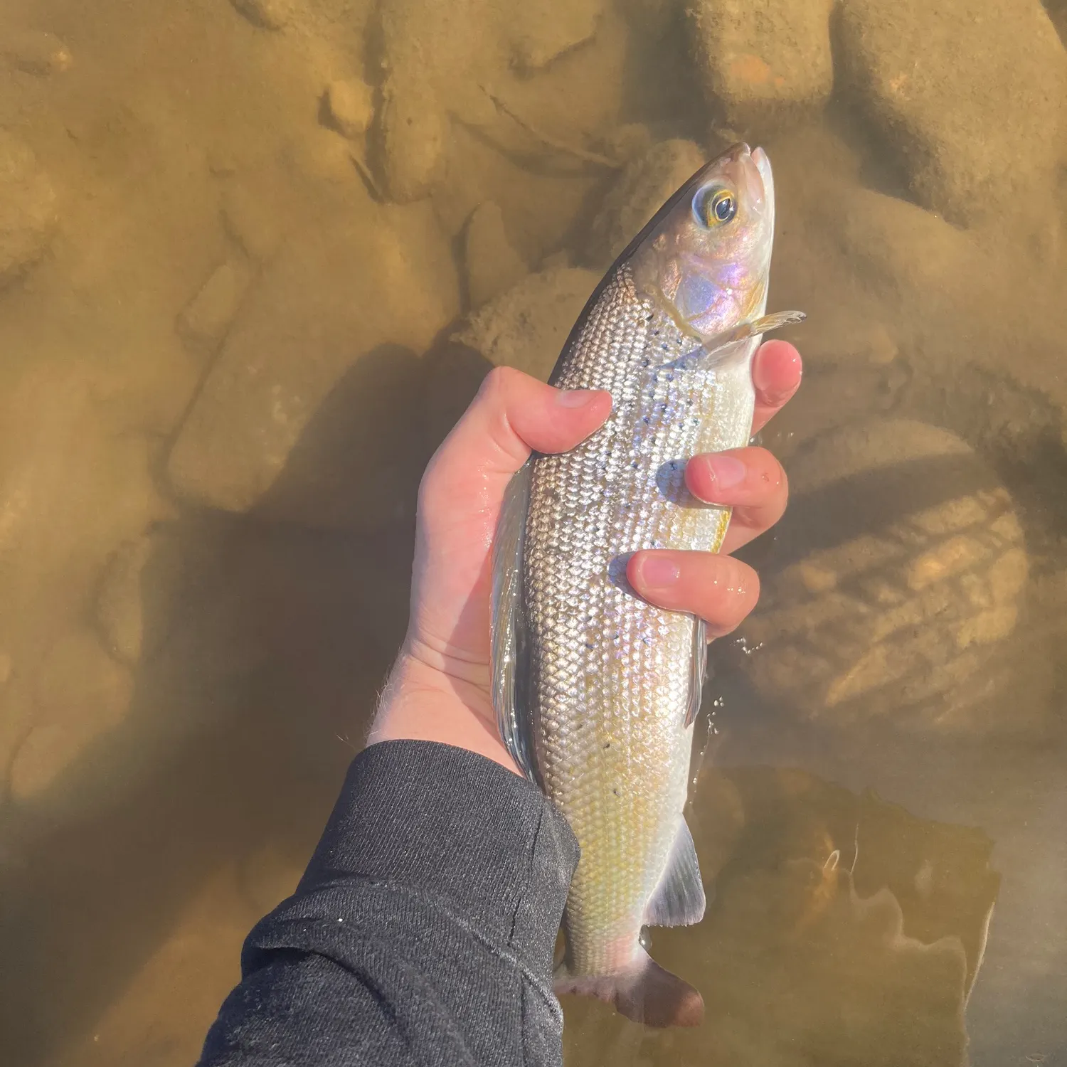 The most recent Arctic grayling catches on Fishbrain
