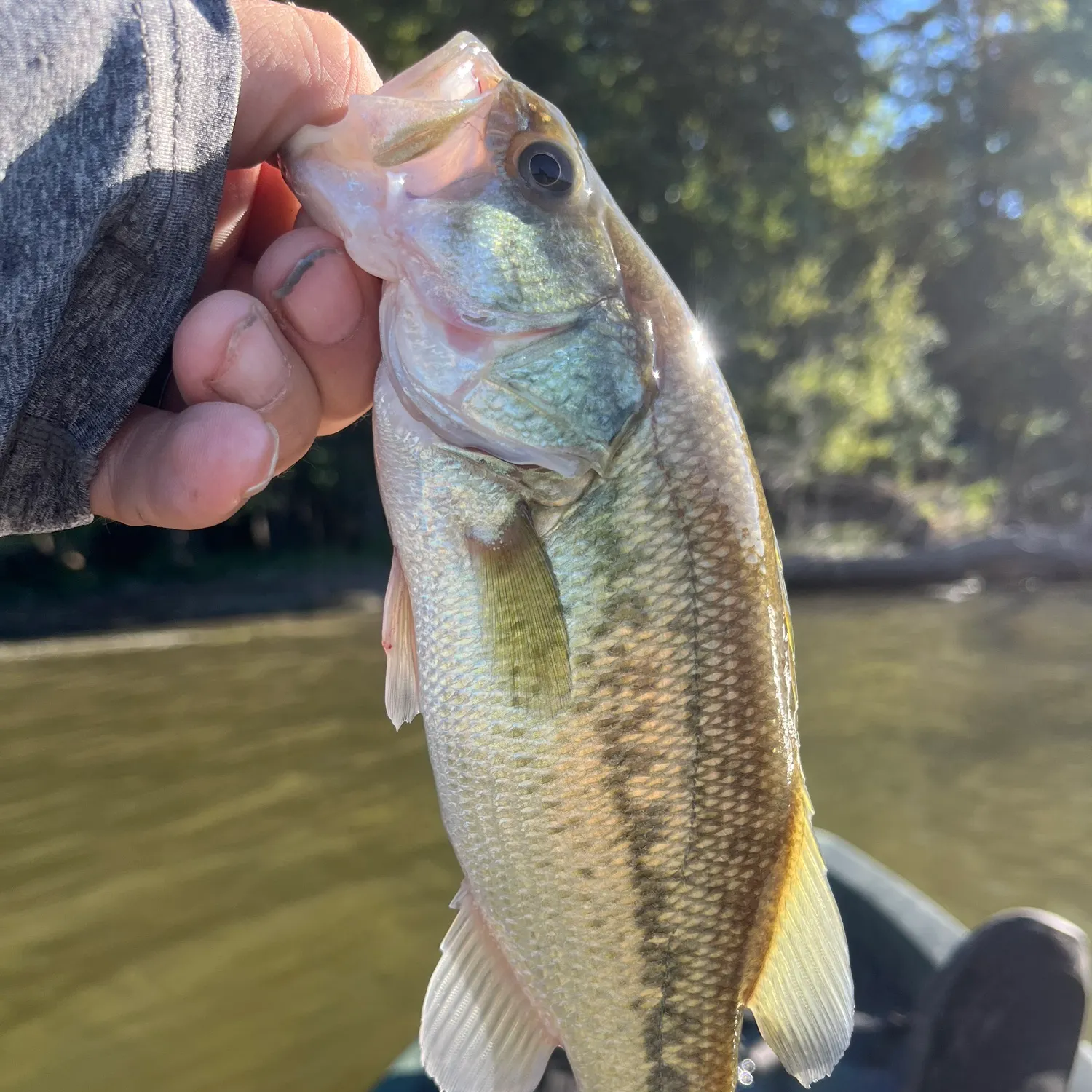 Largemouth bass caught on Fishbrain