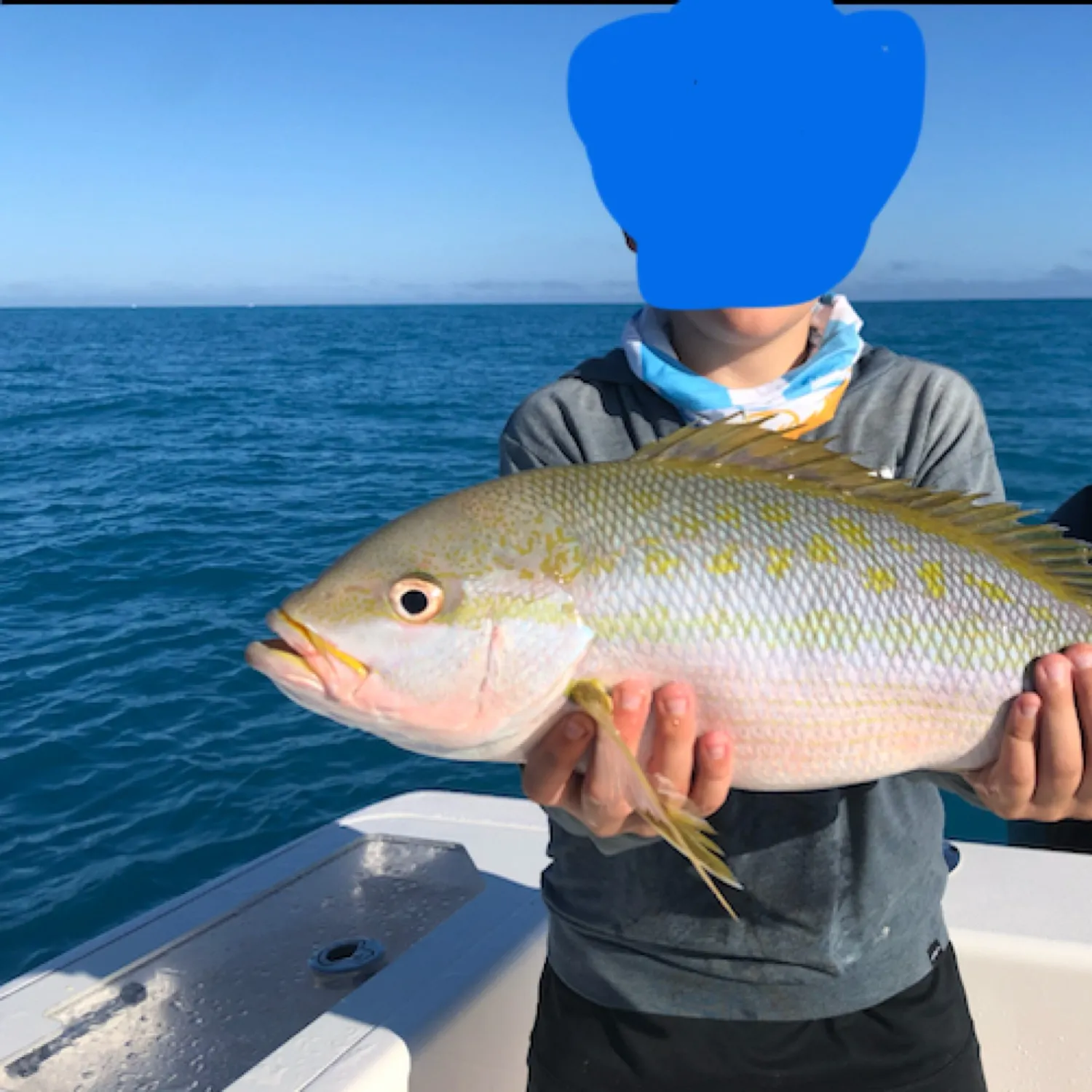 The most recent Yellowtail snapper catches on Fishbrain
