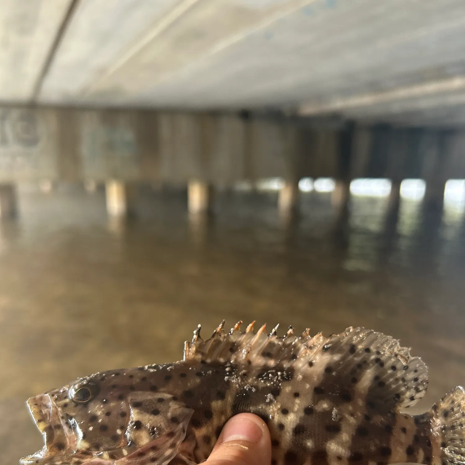 The most recent Malabar grouper catches on Fishbrain