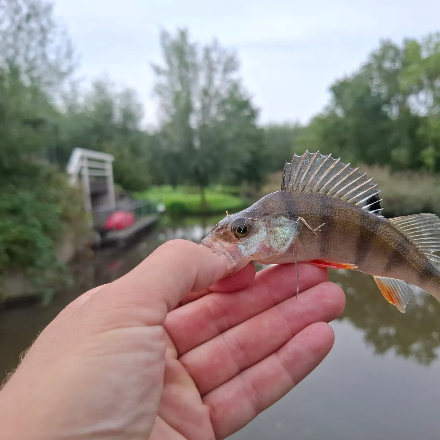European perch caught on Fishbrain