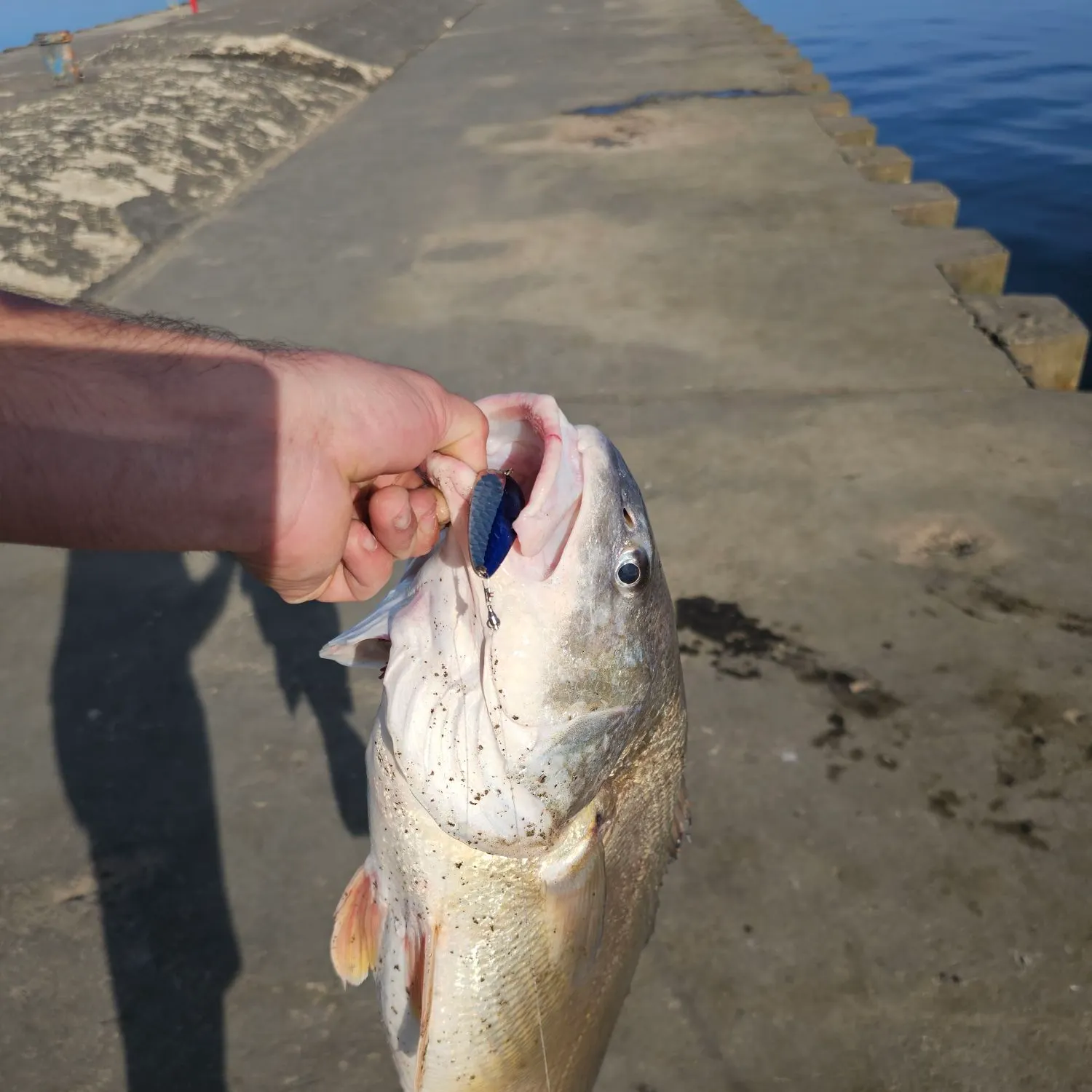The most recent Freshwater drum catches on Fishbrain