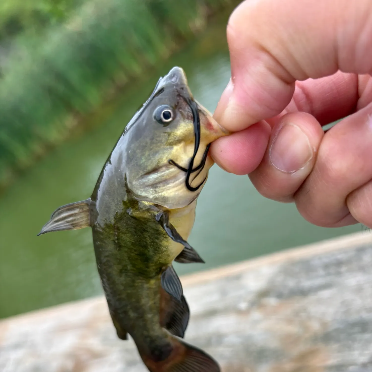 Fish caught on Fishbrain