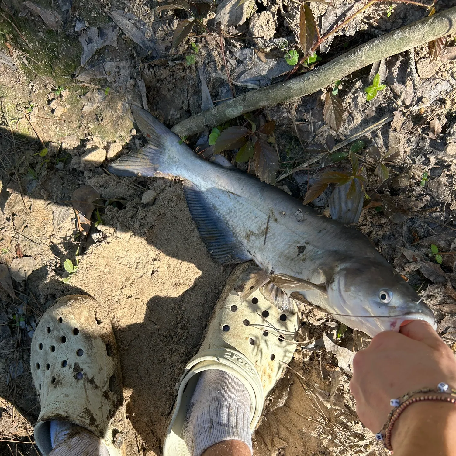 Blue catfish caught on Fishbrain