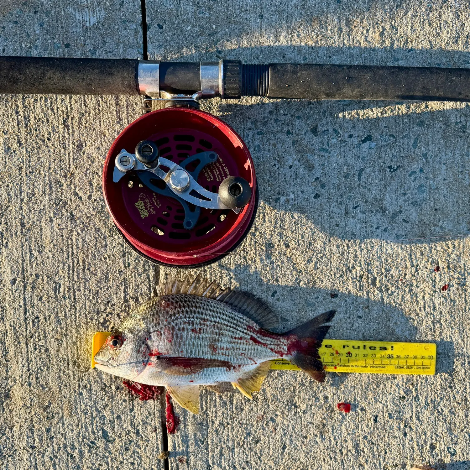 recently logged catches