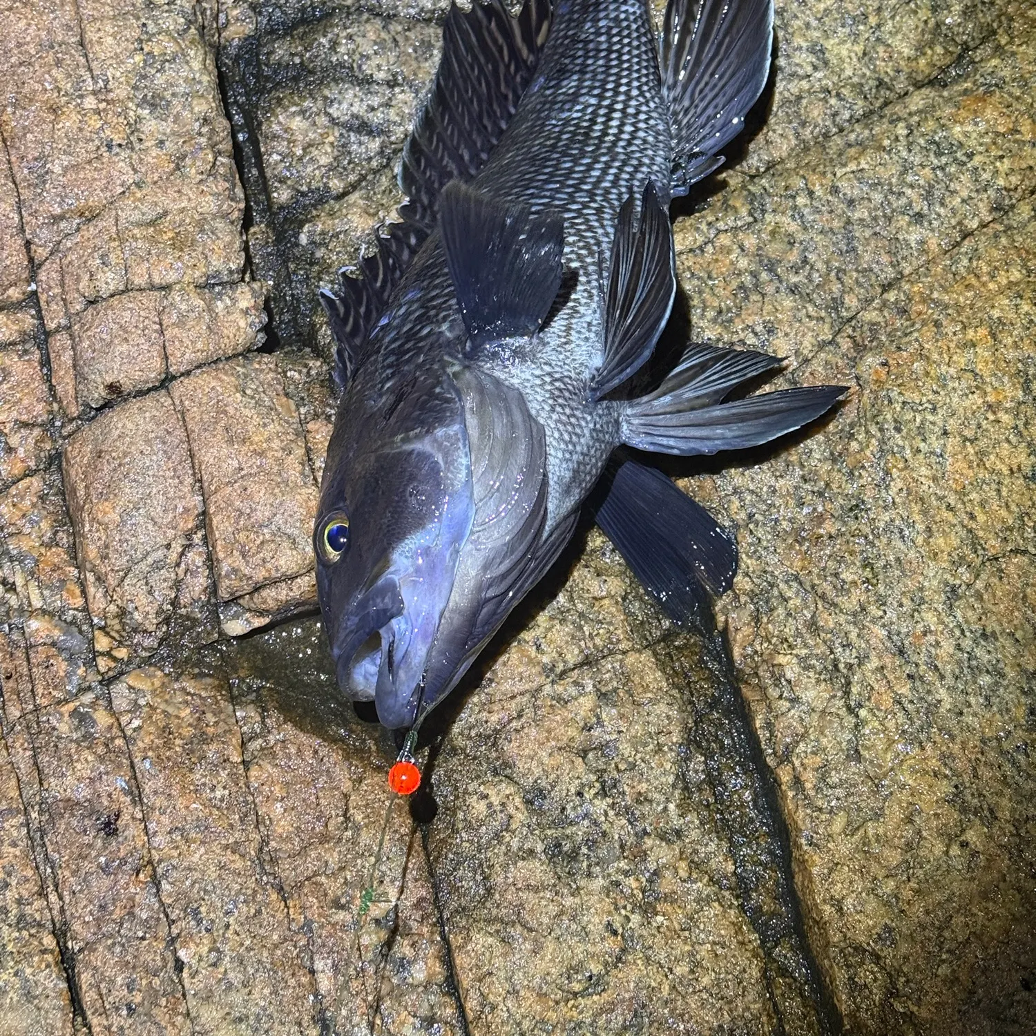 The most recent Black sea bass catches on Fishbrain
