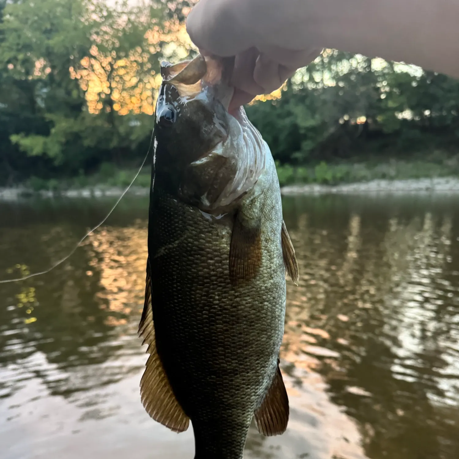Smallmouth bass caught on Fishbrain