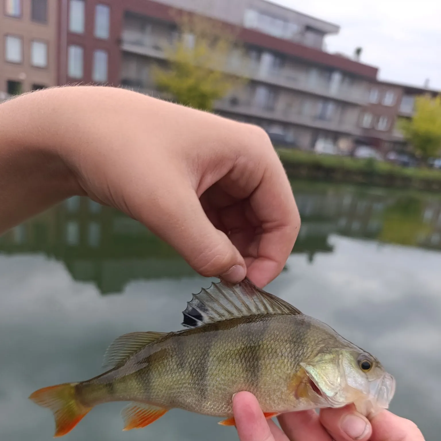 European perch caught on Fishbrain