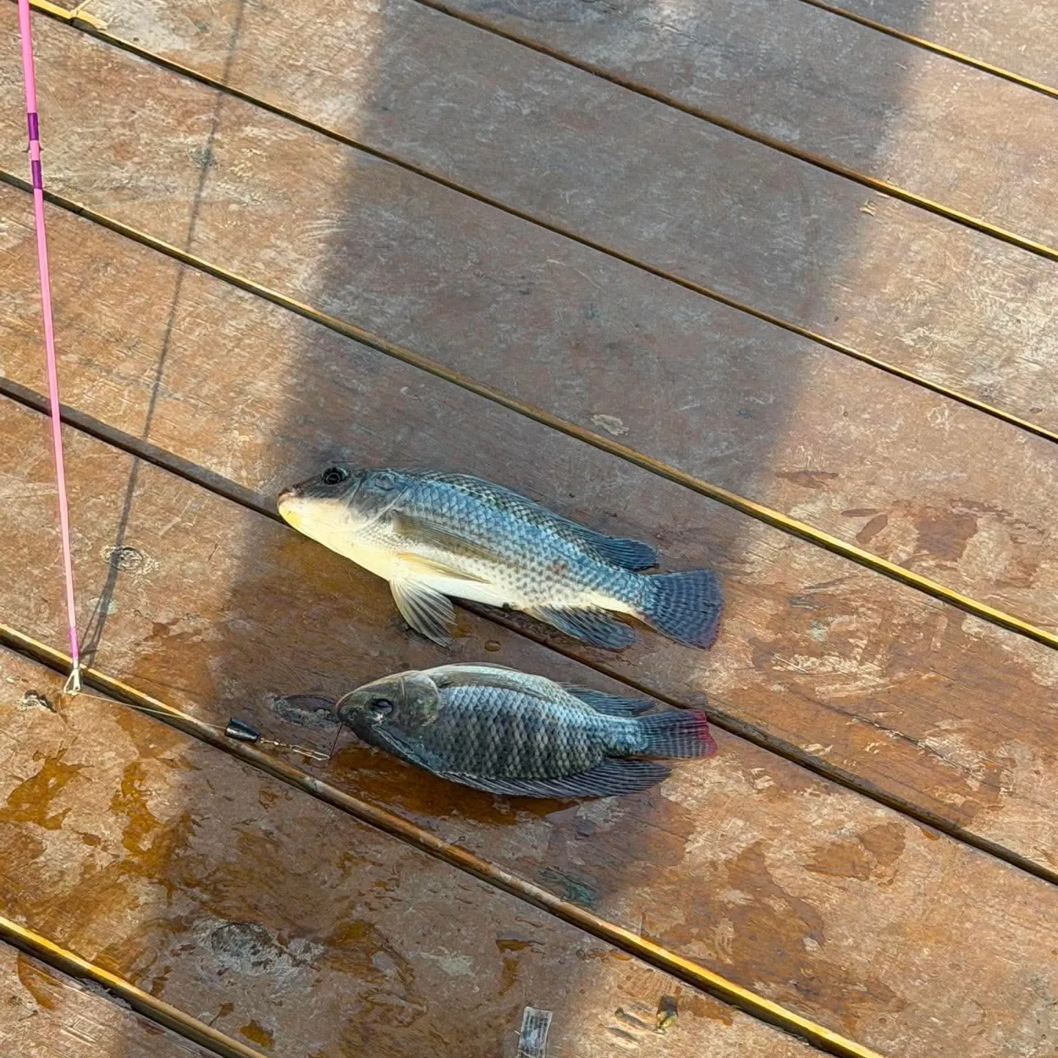 recently logged catches