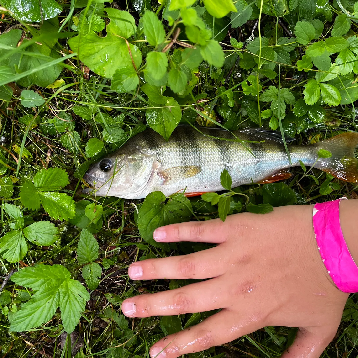 European perch caught on Fishbrain