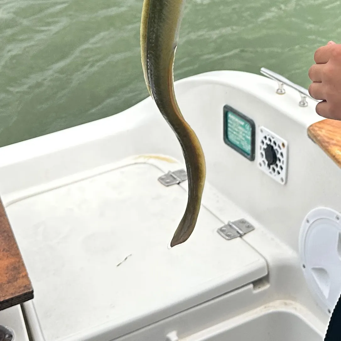Fish caught on Fishbrain
