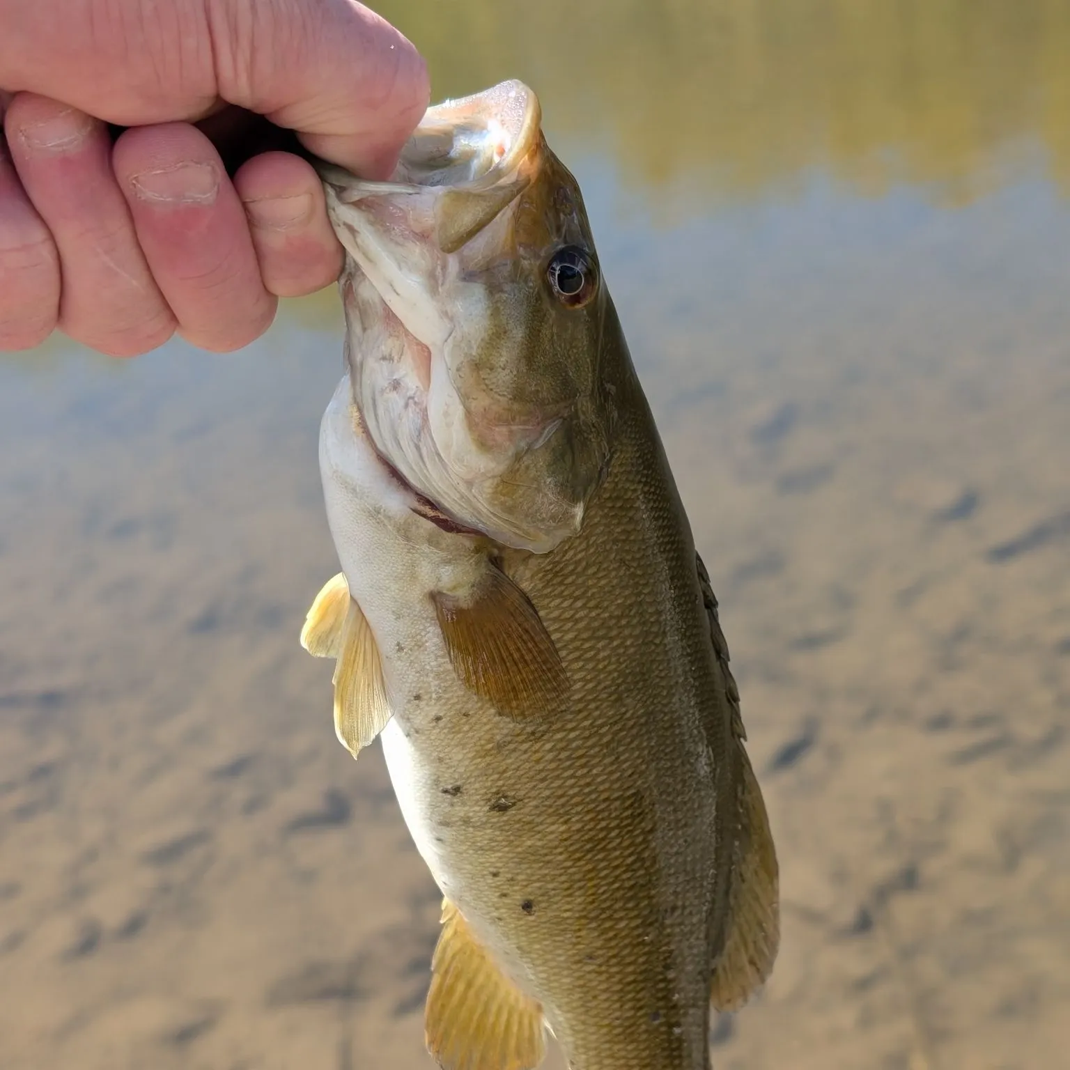 Smallmouth bass caught on Fishbrain
