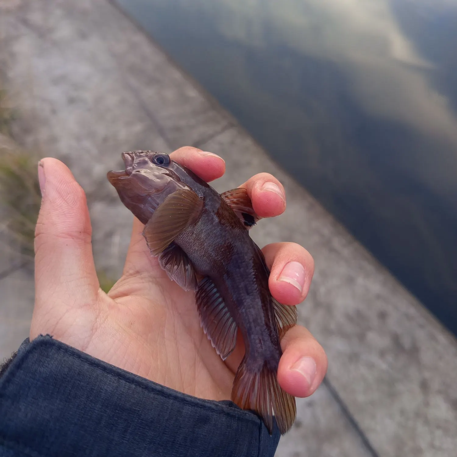 Round goby caught on Fishbrain