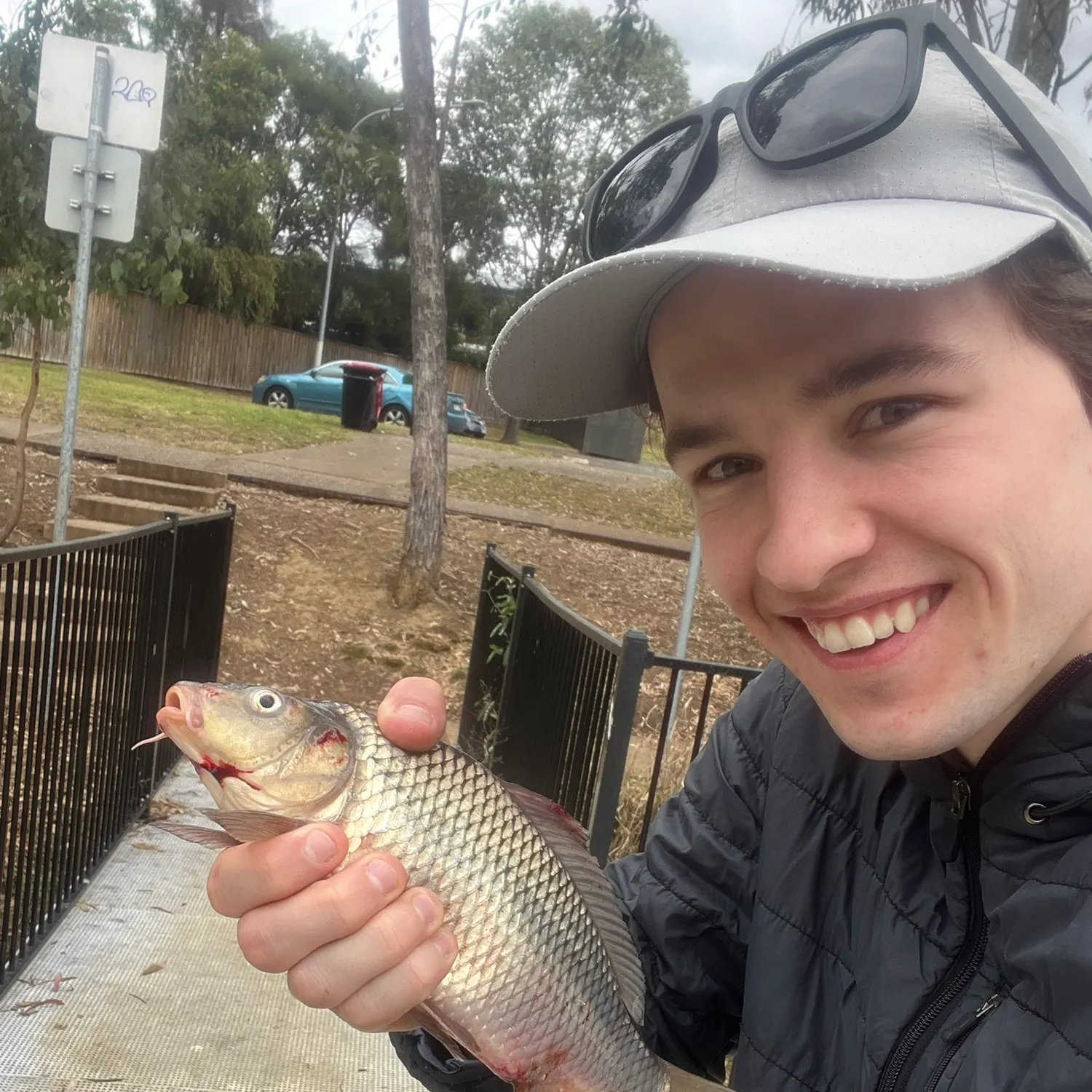 Common carp caught on Fishbrain