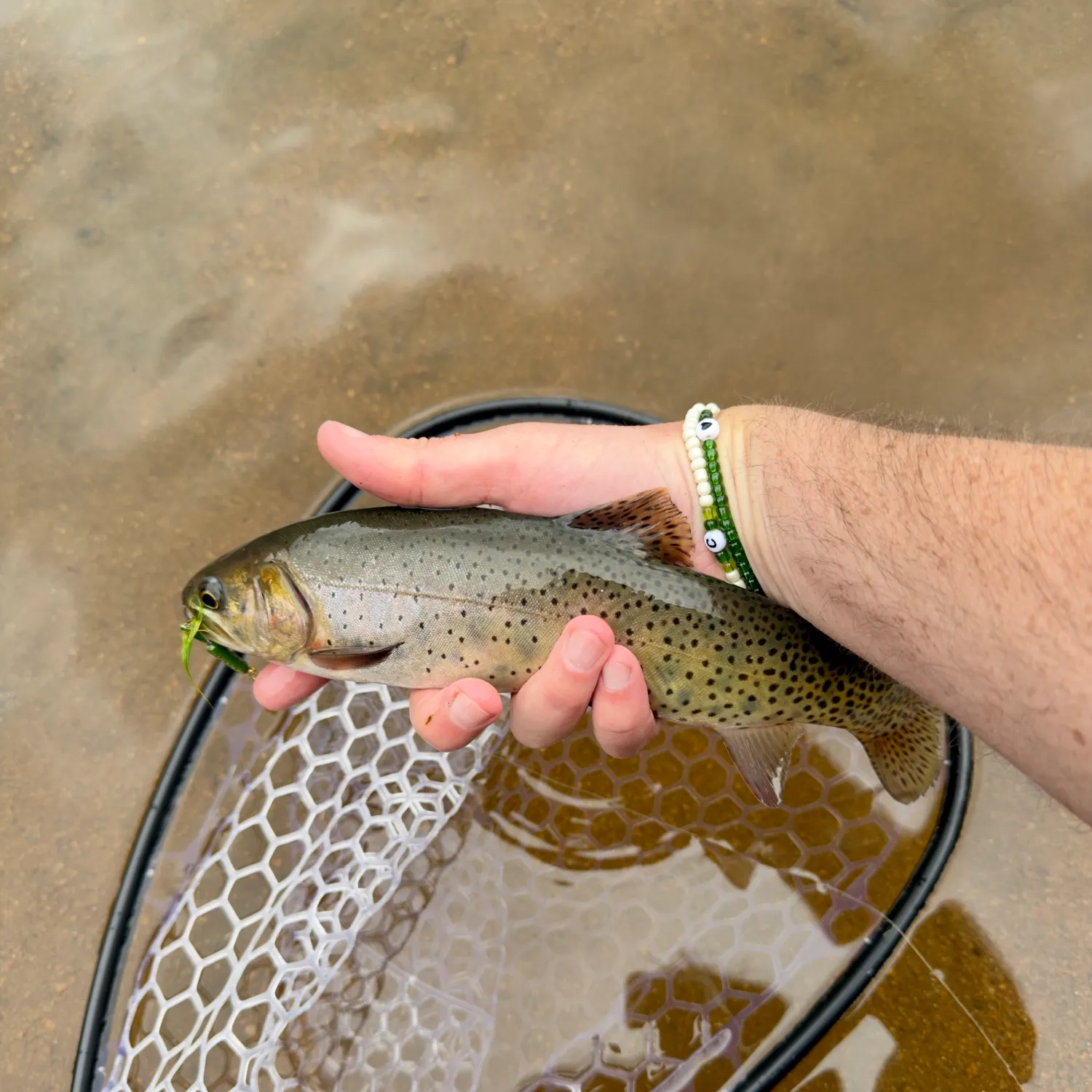 Cutthroat trout caught on Fishbrain